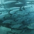 f240 海底世界海洋鱼类成群结队的鱼鱼群游动小鱼儿镜头特写神奇大自然视频素材