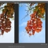 Camera Raw基本后期修图-案例(1)：秋天的叶子