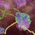【分子生物学动画】RNA的剪接 RNA Splicing（中英双字幕）