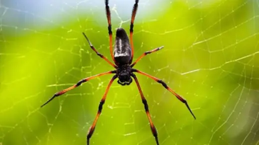 悦目金蛛vs棒络新妇【YouTube】