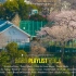 [Abao PLAYLIST Vol.1] ? 春日清晨的东京 / 樱花盛开的季节 / 木吉他音乐 / 2小时