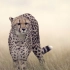 非洲猎豹的速度
