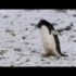 于是乎，有些企鹅走上了犯罪的道路……