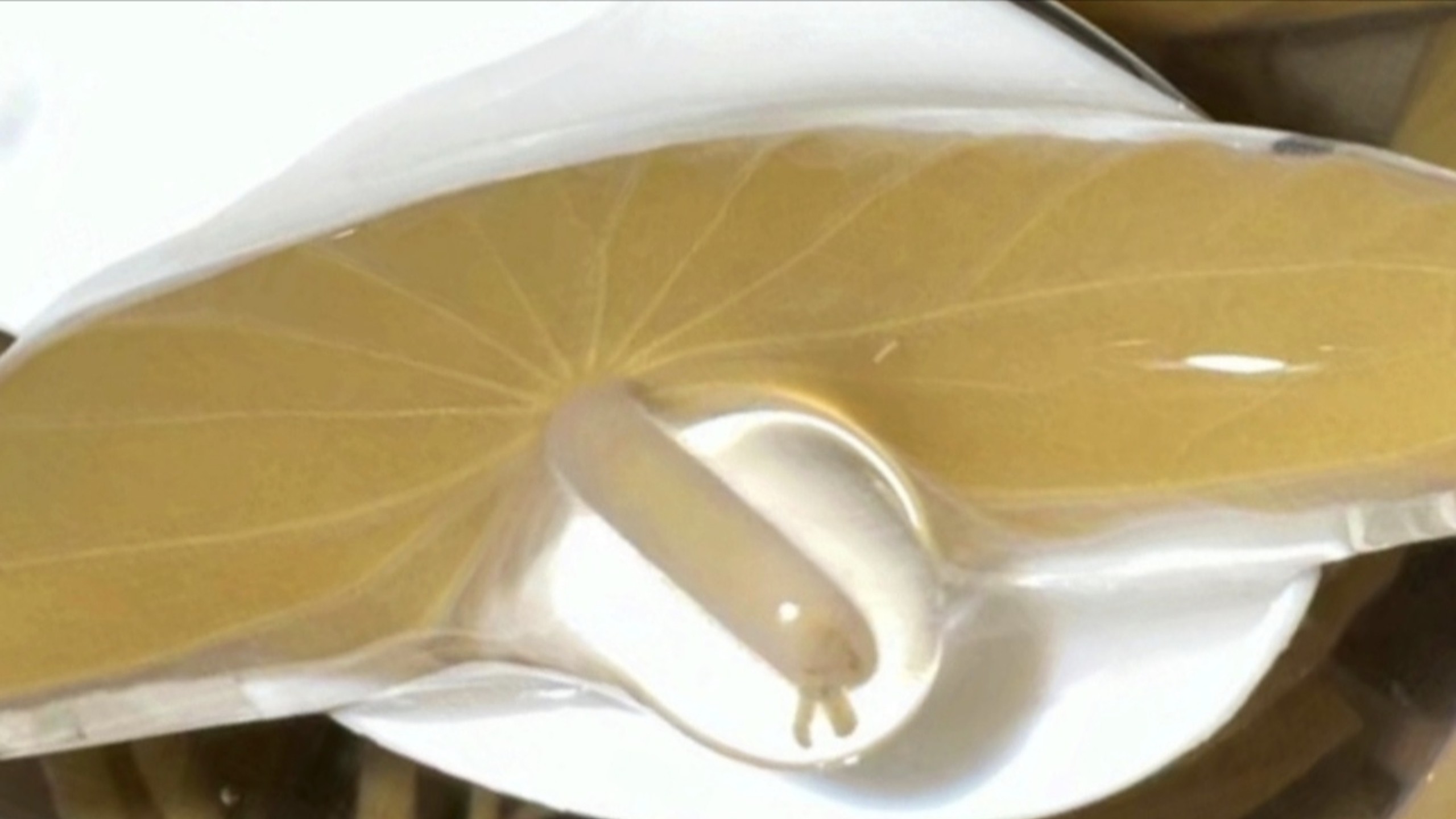 唯一能吃的一级保护植物