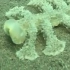 不可思议的动物：大嘴海蛞蝓（Melibe viridis）