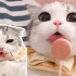 猫咪吃棒棒糖失去表情管理
