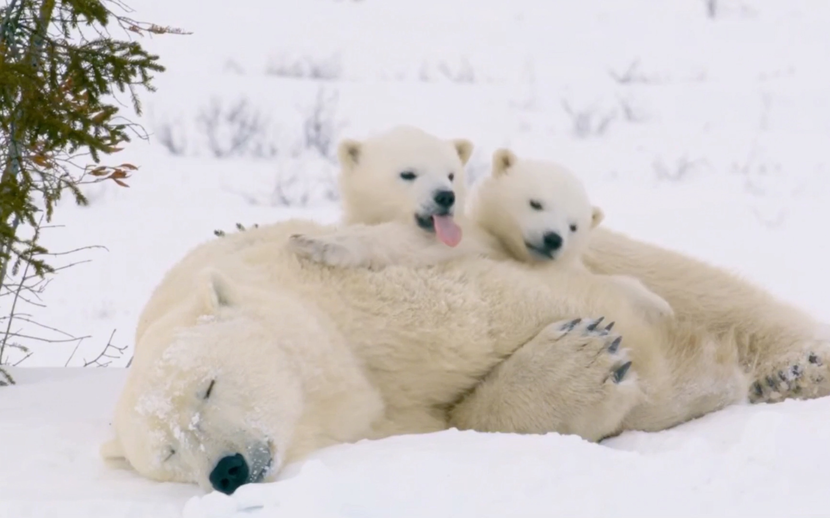 北极熊宝宝的快乐时光！