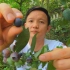 【水果猎人】蓝莓这种小浆果，竟然能让蓝牙为之痴迷