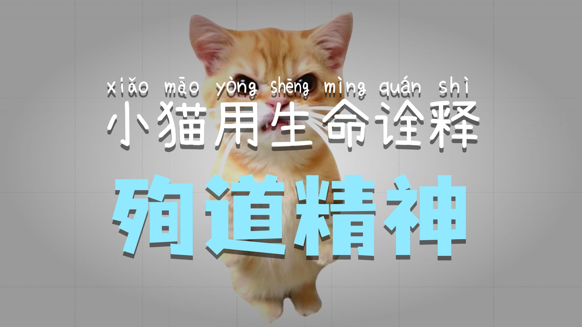 什么是殉道精神，我用小猫给你解释一下