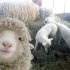 这只羊过于可爱了！