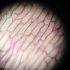 自制成本几乎为0的显微镜看洋葱表皮细胞。