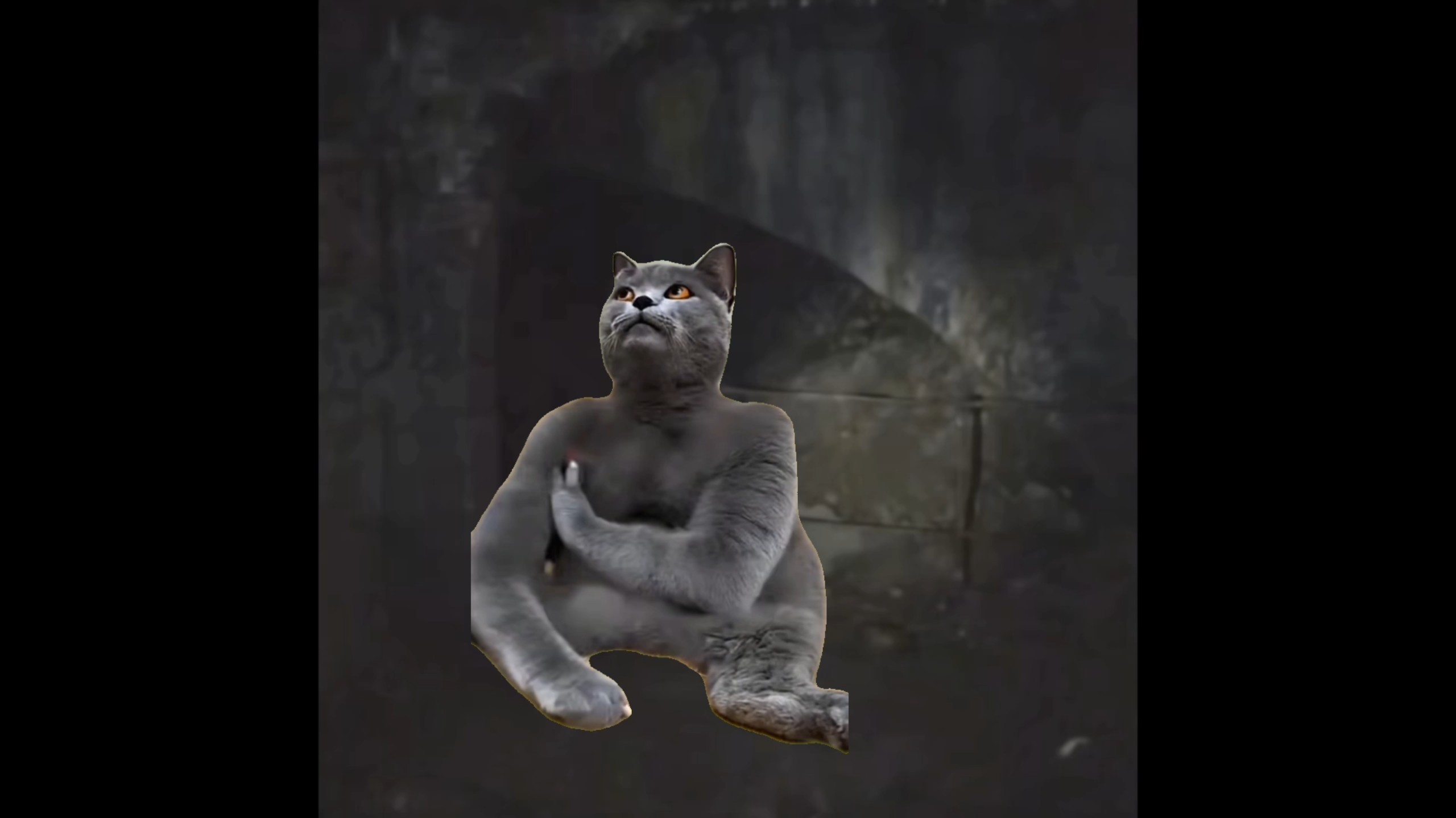 拔罐猫pipefalling