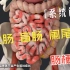 【系统解剖】：盲肠和阑尾，大小肠梗阻患者都有哪些症状呢？