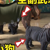 狗妈生了5只“吸奶兽”，2个月大还三餐只喝奶，兽医出了一个损招