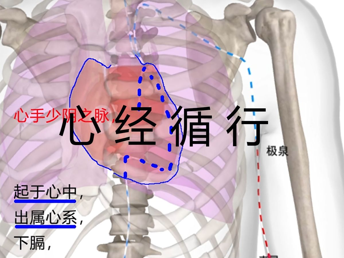 手少阴心经 三分钟内经图文笔记