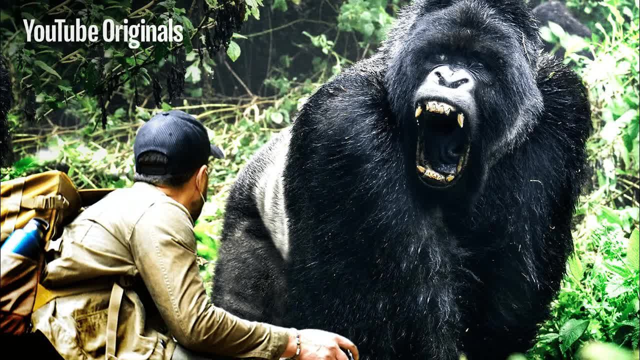 刚果发现最大的大猩猩！