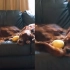 金毛睡觉鼾声巨响，另一只狗子忍无可忍就开踹，网友爆笑：好暴躁