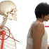 改善肱骨前移！20min跟练！解剖原理，非网红体式，科学有效训练。