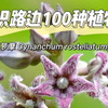 认识路边100种植物｜12. 萝藦：浅cos一下派大星吧