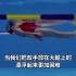 【推荐】韩国美女教仰泳（1-8集）中文字幕-仰泳教学