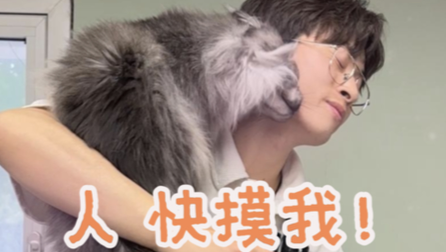 魅魔级缅因榜单刷新！