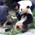 【大熊猫杨煤碳】熊精煤煤吃完了还知道拍拍老汉：哎，吃完咯，给朕拿笋子来~（2017）