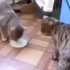 Cat's friendship