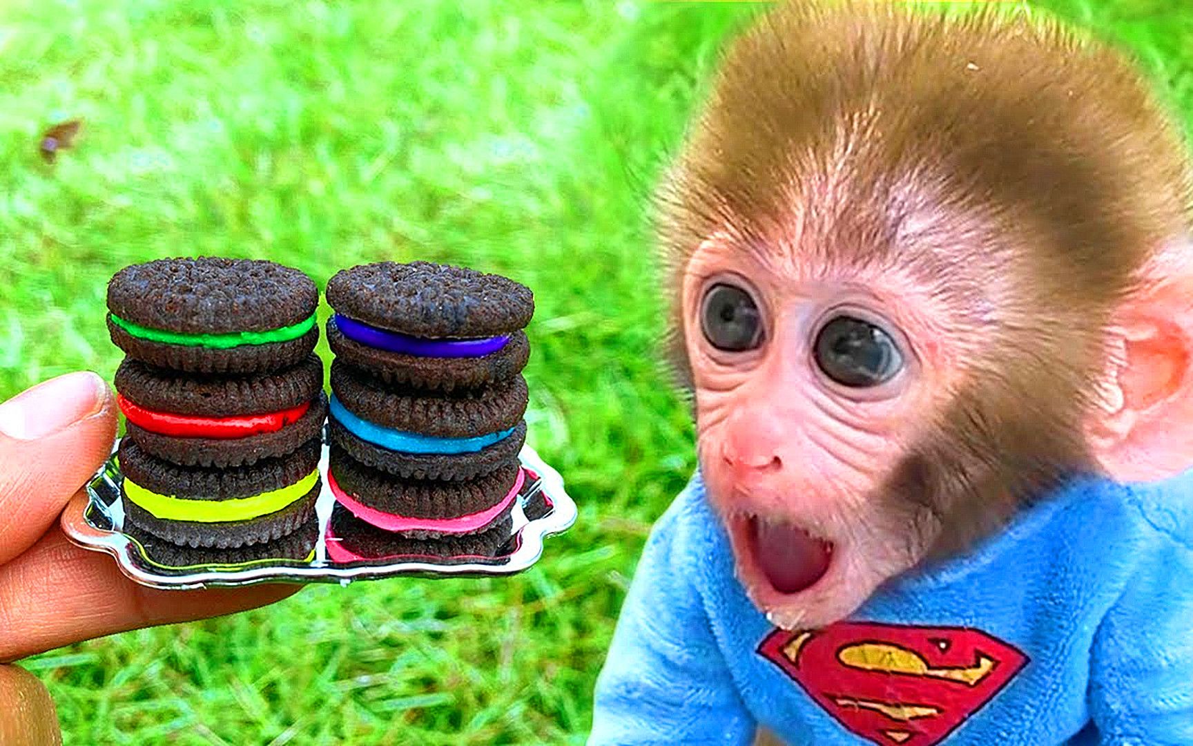 有趣的小猴子：小猴子品尝美味的甜甜圈，它会喜欢吃甜食吗？-小猴子儿童乐园-小猴子儿童乐园-哔哩哔哩视频