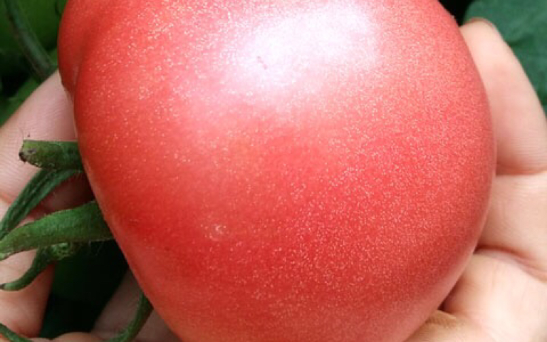 拼多多买了3斤西红柿，结果......