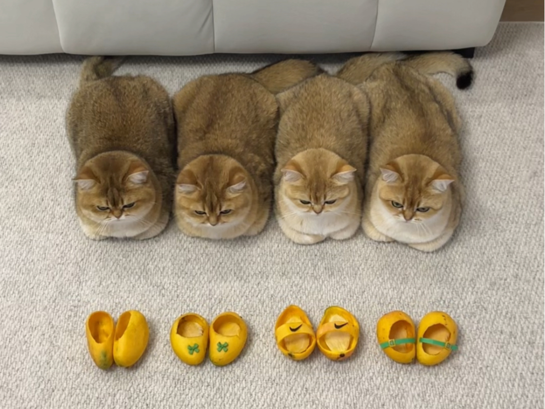 给我家猫咪做的芒果鞋