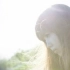 【Aimer】Cold Sun 自制MV