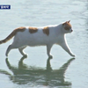 结冰的汉江上有猫在走原视频完整版