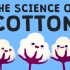 【新疆棉花赛高！】关于棉花，你想知道的都在这里！  TED | 双语 | 听力 | 口语