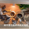 养芦丁鸡怎么养？如何实现鸡蛋自由？芦丁鸡入坑指南，基础装备指导，饲养技巧，用品自制，看这篇