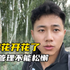 历经几个月棉花终于开花了，管理不能松懈呀