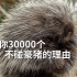 给你30000个不碰豪猪的理由@青知字幕组