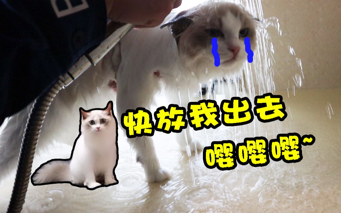 理性看待：这可能是第一次洗澡最乖的猫了~[第一更新]的第1张示图