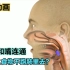 你的鼻子和嘴连通，为什么食物不会跑肺里去？3D动画演示