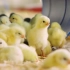 鸡的一生｜现代化养殖和加工蛋鸡和肉鸡