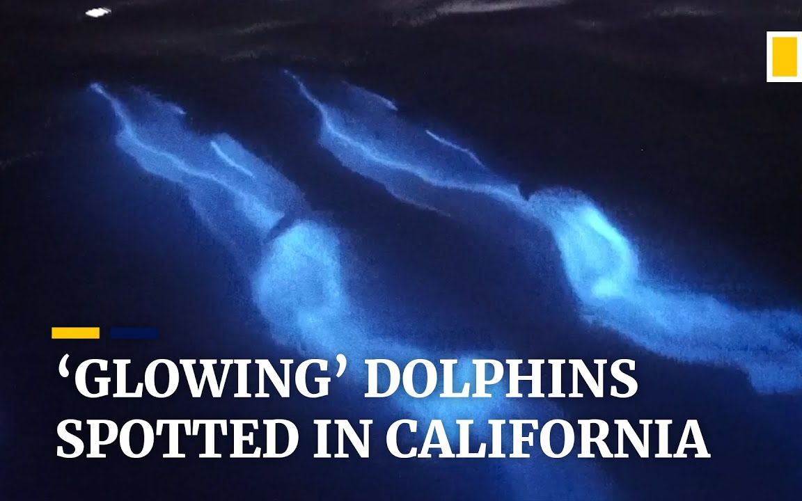 太罕见了！美国加州海岸拍到会发光的海豚！简直美爆了！@油兔不二字幕组