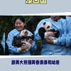 旅美大熊猫回家啦