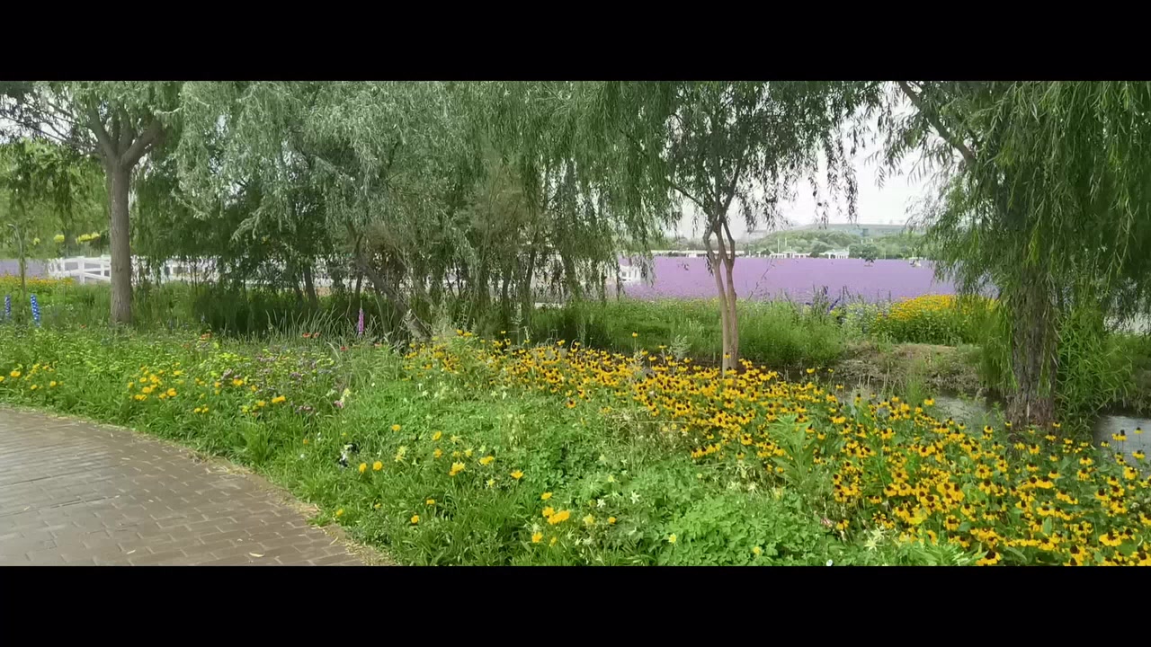 紫金花海是位于金昌市，最佳观赏期每年6-8月。