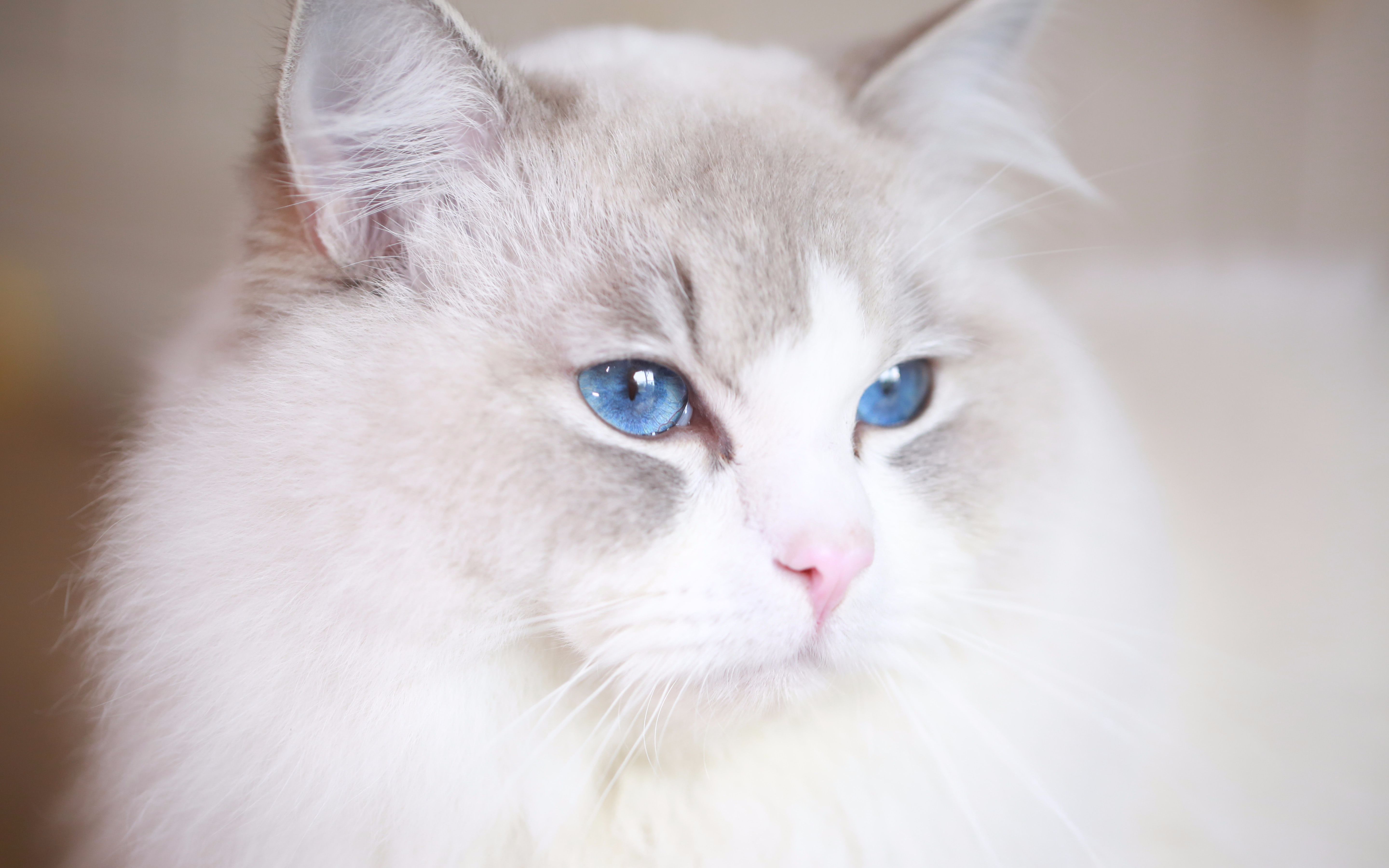 被蓝眼睛布偶猫盯着看是种什么体验?刁出食物在你耳边