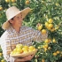 【农业种植 • 园艺】《天天学农（农技知识）》全110集！！（农产品植物蔬菜园林农作物经济作物种植甘蔗葡萄猕猴桃苹果红薯