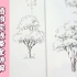 【葱葱说画】系列十一：通用植物树叶、树干 线条完整讲解