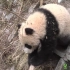 参与野化培训的熊猫宝宝平时都在做什么？