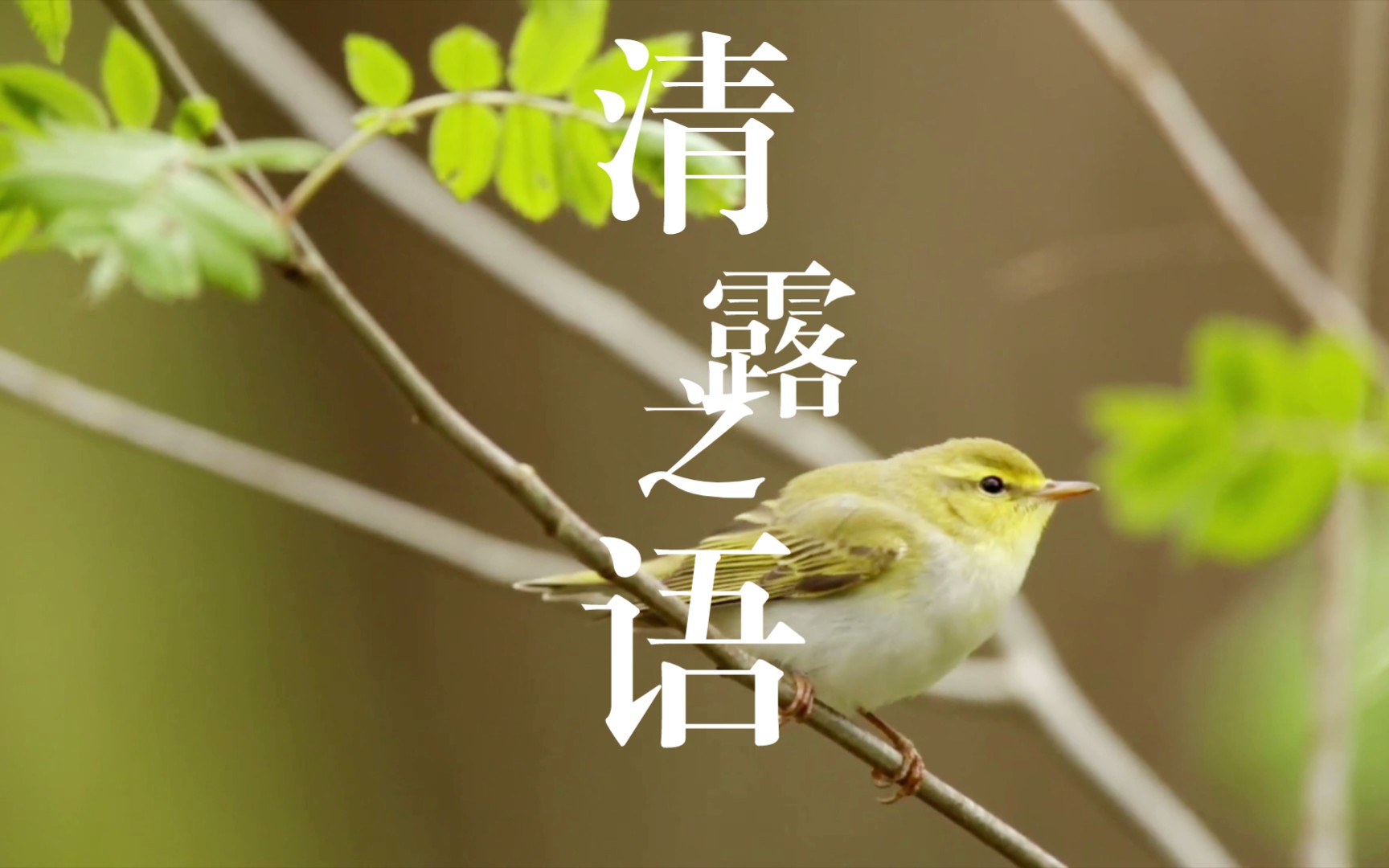 世界公认最佳放松雨声｜清露之语｜树林自然音乐｜雨声｜鸟鸣声｜白噪音｜睡眠｜学习｜工作｜冥想｜失眠｜催眠