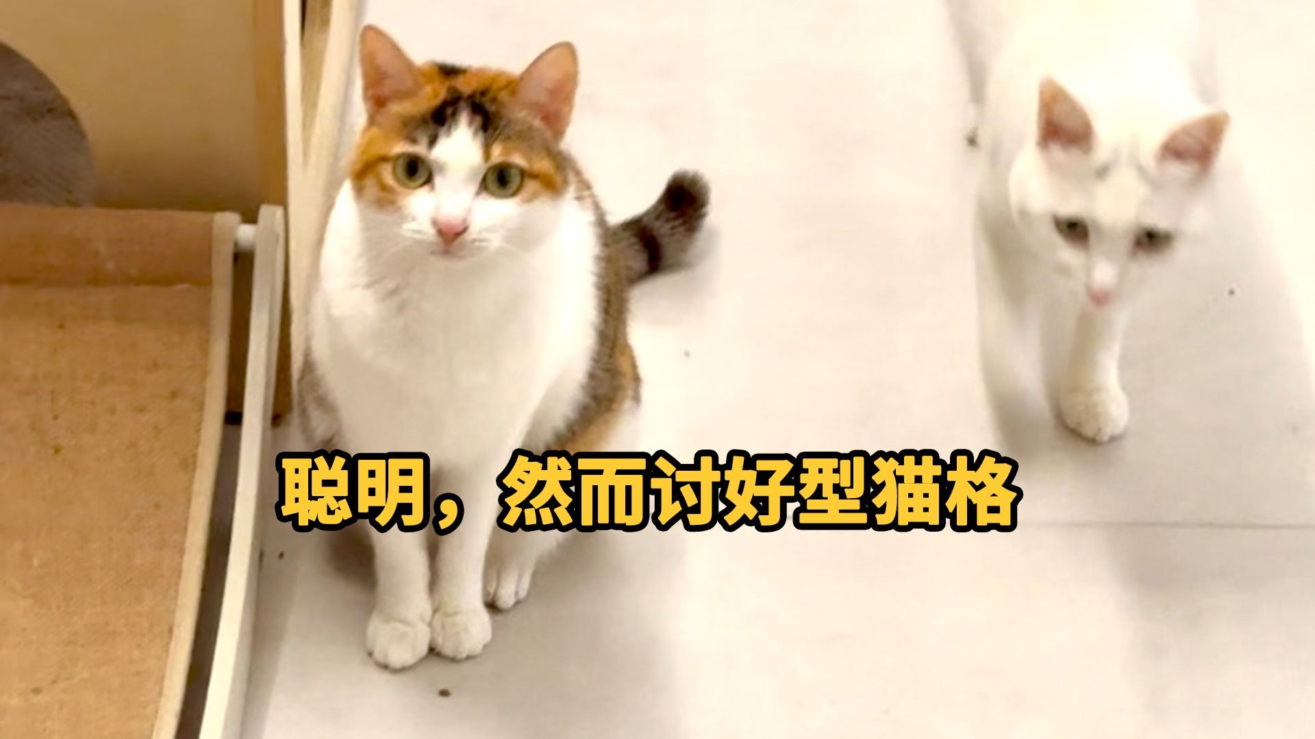 聪明，然而讨好型猫格