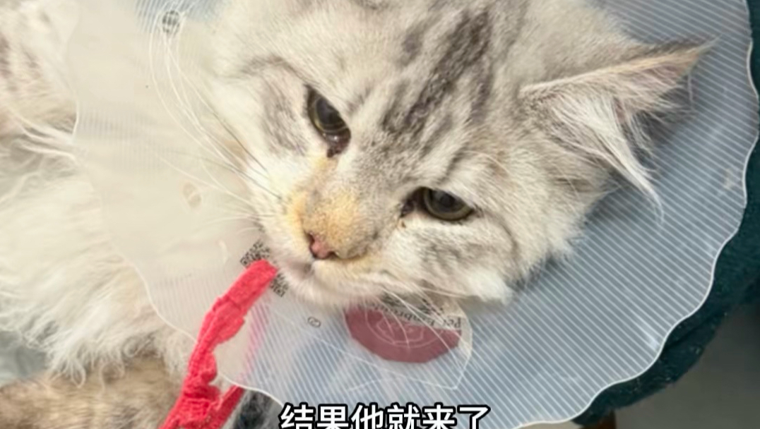 我集齐了小猫的三种形态