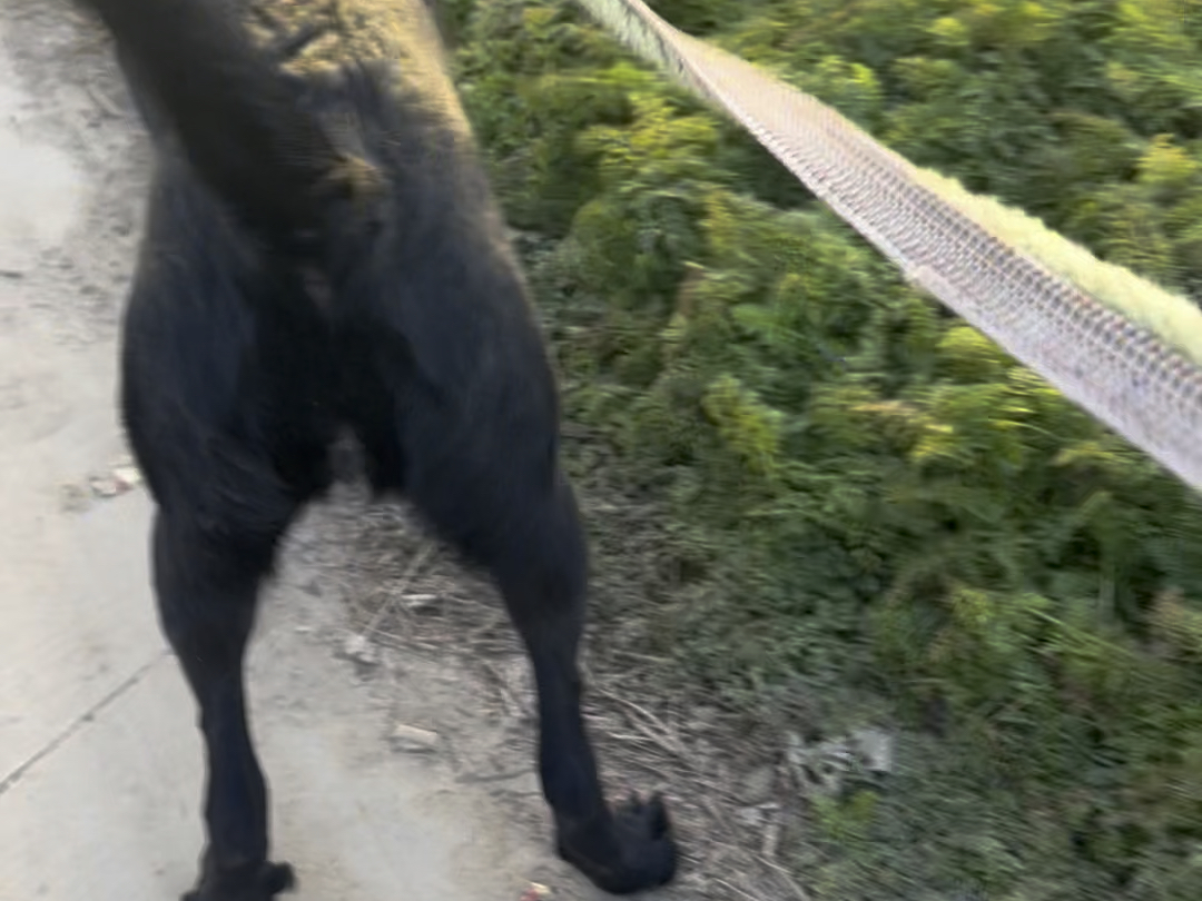 螺旋飞天狗
